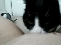 Cat licking the pussy of beastie gal
